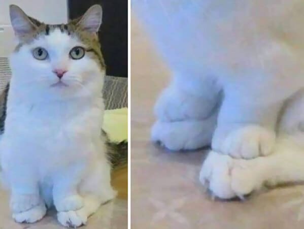 what's wrong with your cat - Peets On Feets