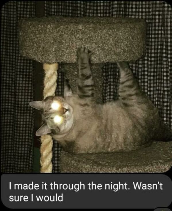 what's wrong with your cat - Mika + Full Moon =