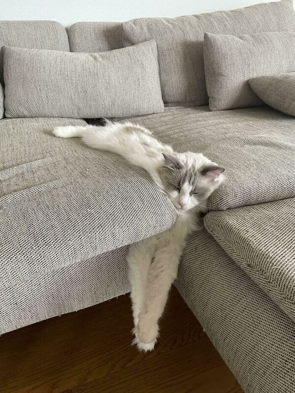 what's wrong with your cat - Slipped Between The Couch Cushions, Still Asleep