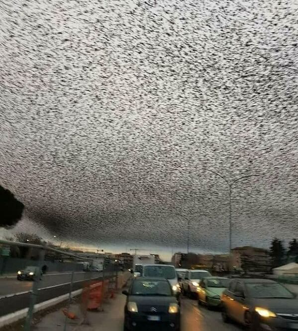 glitch in the matrix images - The Sky Over Rome Filled With Starling