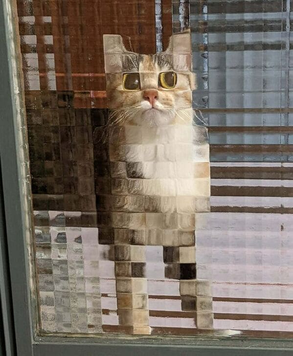 glitch in the matrix images - The Cat Looks Pixelated Because Of The Windows