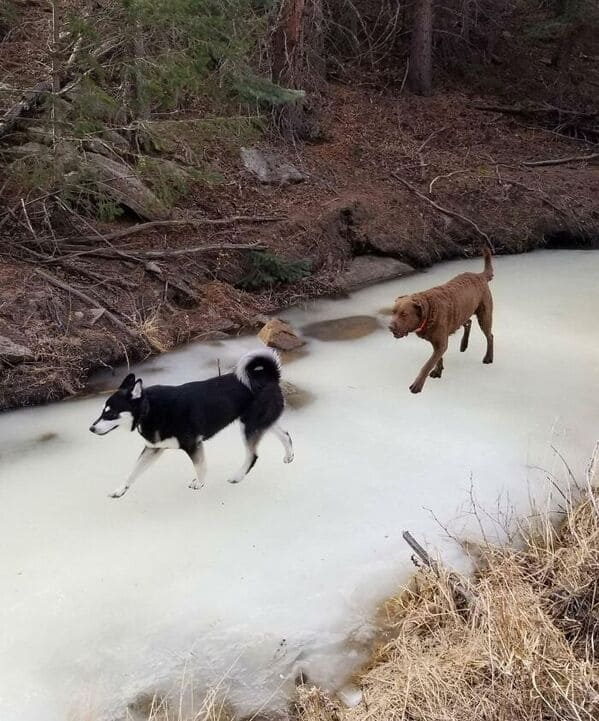 glitch in the matrix images - My Sisters' Dogs Look Badly Rendered Into This Photo