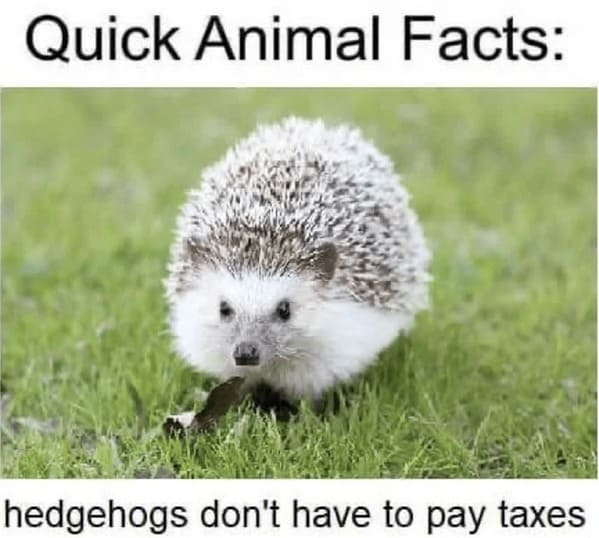 unhinged animal memes - hedgehog quick animal facts hedgehogs dont have pay taxes