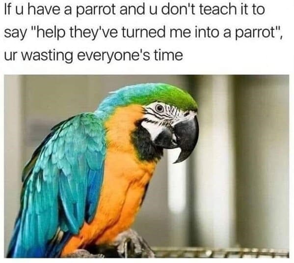 unhinged animal memes - if u have parrot and u dont teach say help theyve turned into parrot ur wasting everyones time