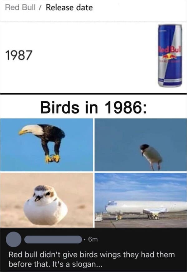 missed the joke meme - birds