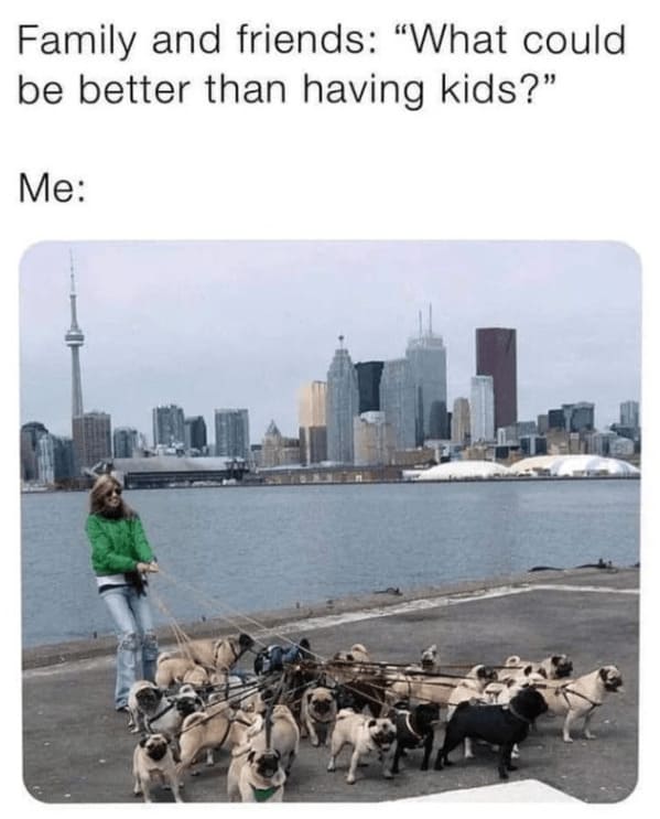 unhinged animal memes - person family and friends could be better than having kids
