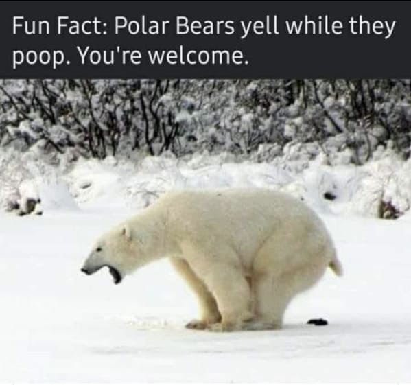 unhinged animal memes - polar bear fun fact polar bears yell while they poop welcome