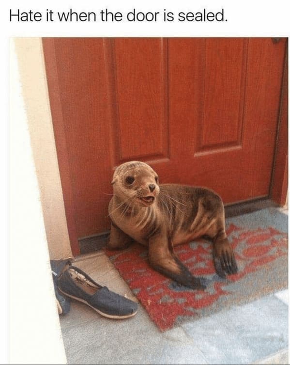 unhinged animal memes - shoe hate door is sealed