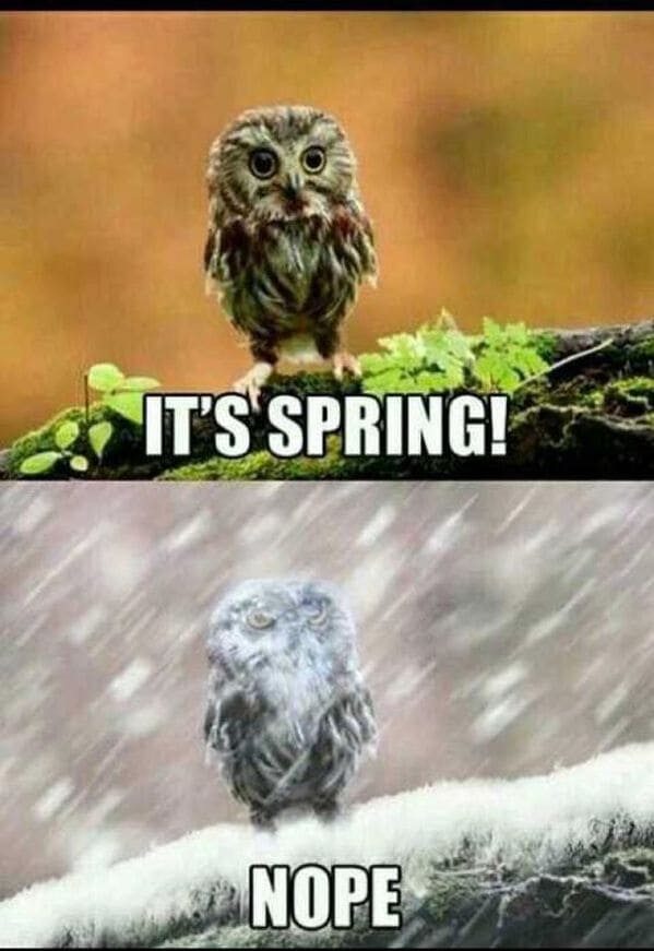spring memes - it's spring nope