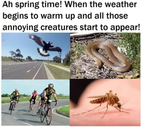 spring memes - ah spring time when the weather begins to warm up and all those annoying creatures start to appear