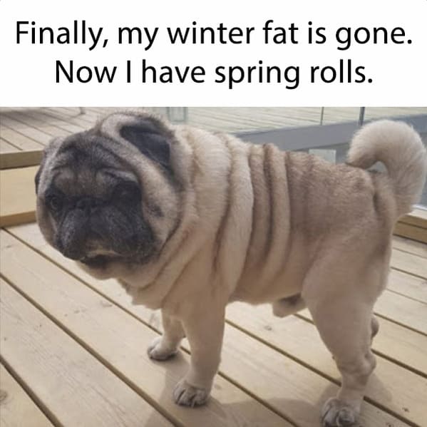 spring memes - finally, my winter fat is gone now i have spring rolls