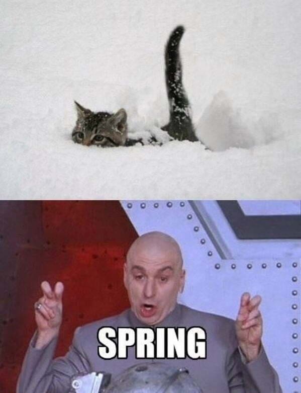 spring memes - cat in the snow - dr. evil spring