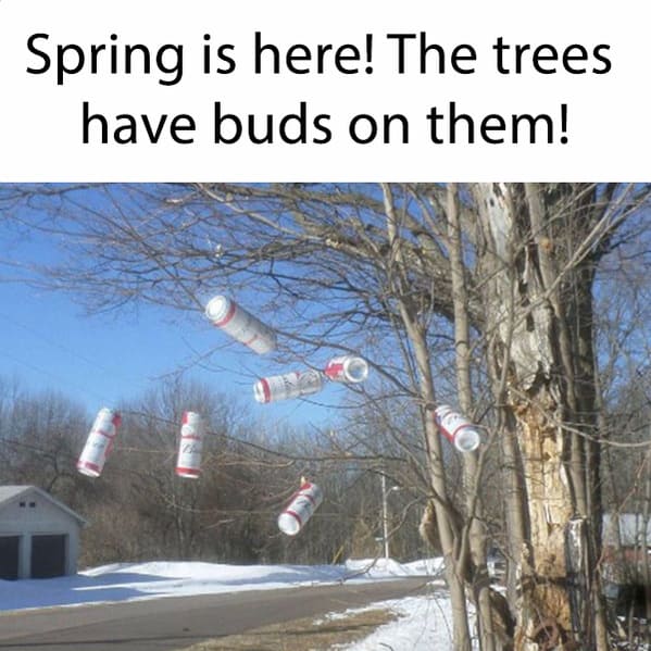 spring memes - spring is here the trees have buds on them - Budweiser cans on tree