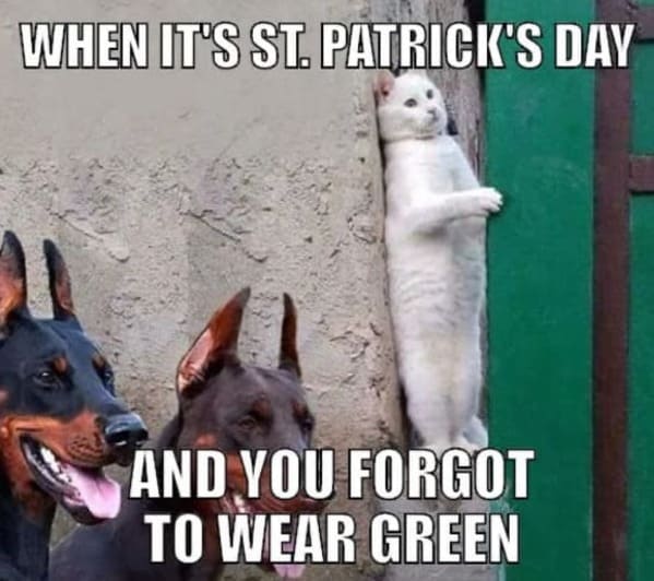 st. patrick's day memes -forgot to wear green - white cat meme