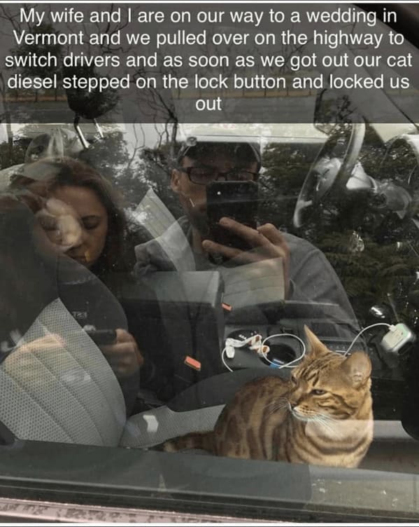 unhinged animal memes - switch drivers and as soon as got out our cat diesel stepped on lock button and locked us out 723
