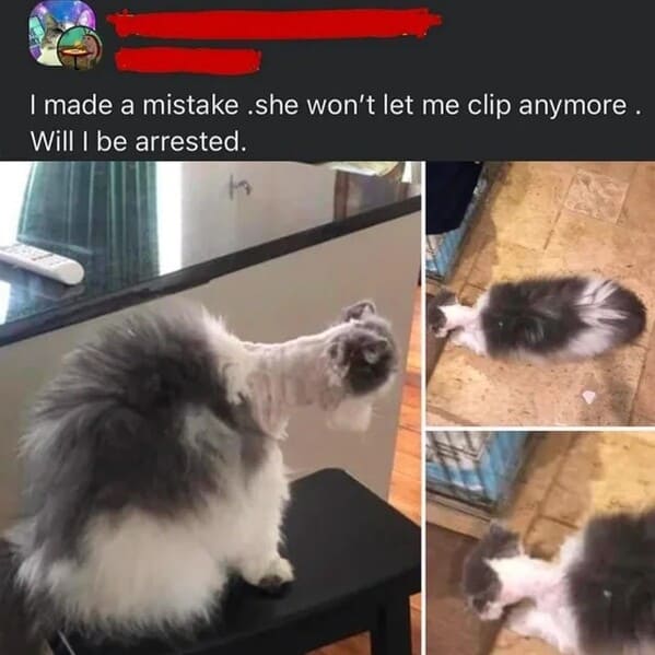 there was an attempt - to shave a cat