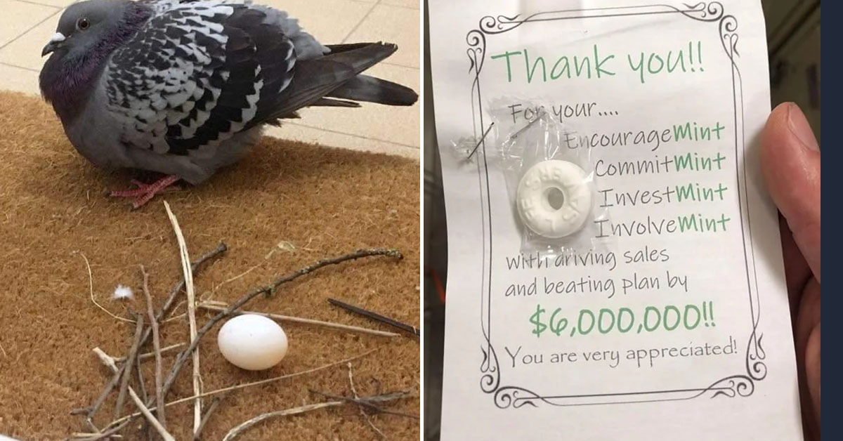 there was an attempt - bird nest fail - thank you note with mint