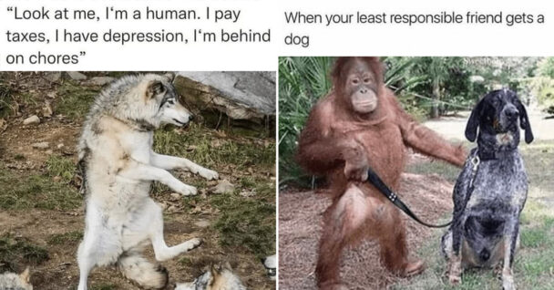 unhinged animal memes - animal least responsible friend gets dog sweetbaly - dog look at human pay taxes have depression behind on chores