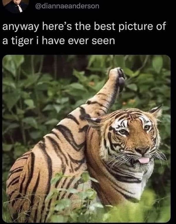 unhinged animal memes - tiger diannaeanderson anyway heres best picture tiger have ever seen
