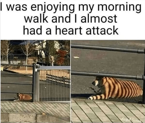 unhinged animal memes - tiger enjoying my morning walk and almost had heart attack s asgar samar
