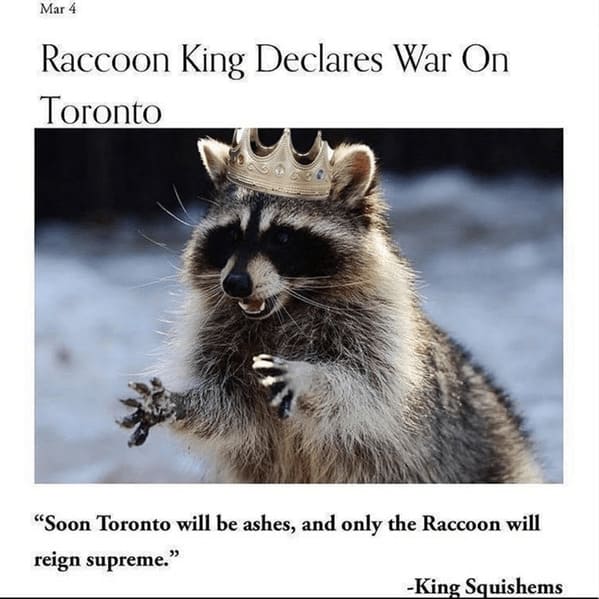 unhinged animal memes - war on toronto soon toronto will be ashes and only raccoon will reign supreme king squishems