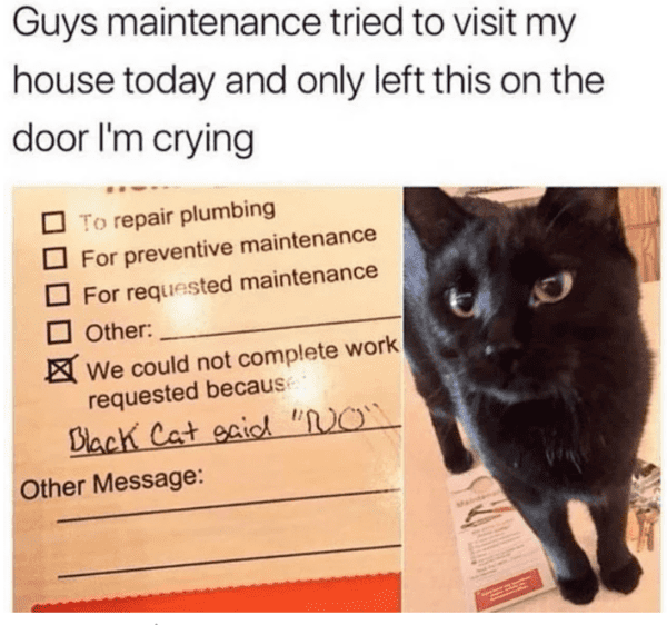 blessed images - maintenance guy meets cat