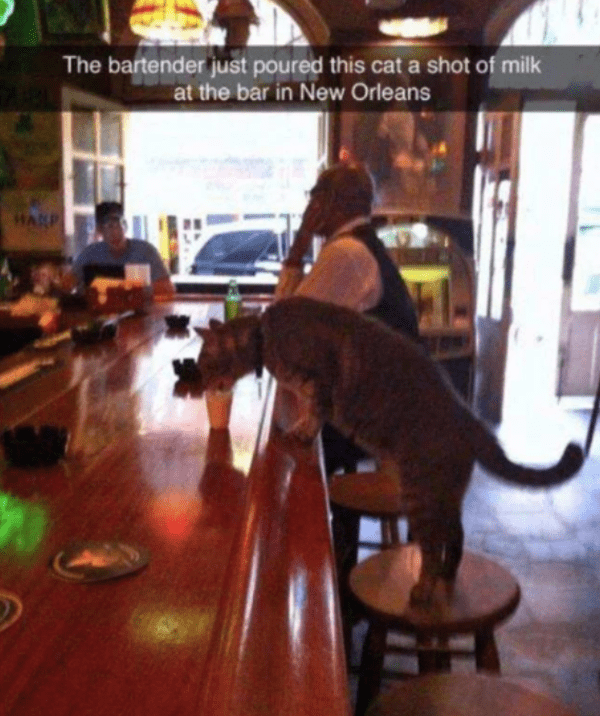 blessed images - cat at the bar