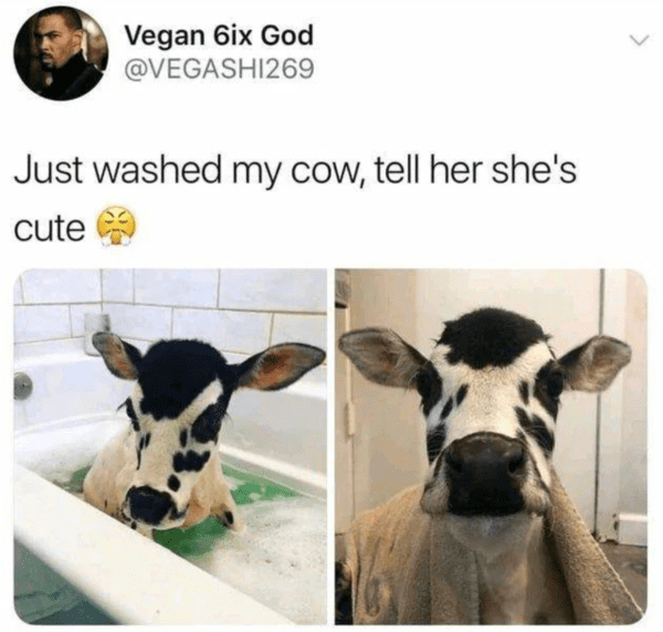 blessed images - guy washed his cow tweet