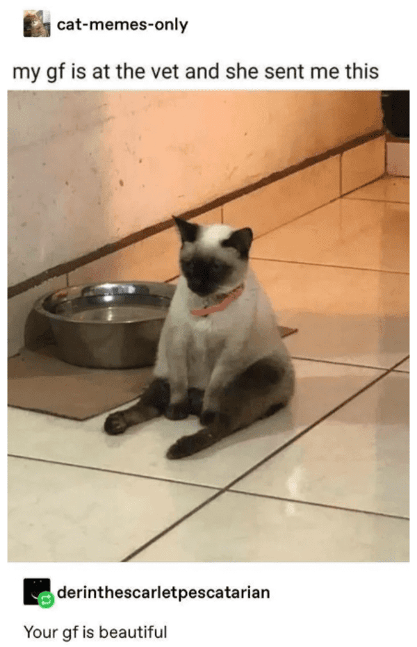 blessed images - cat sitting like a person