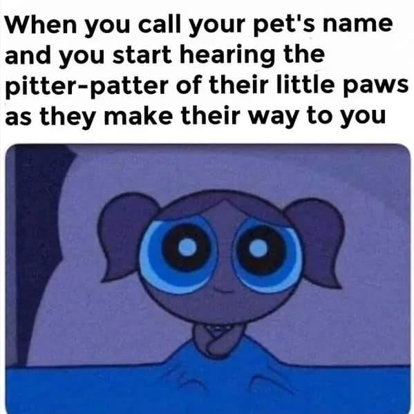 wholesome memes - powerpuff girls - when you call your pet's name