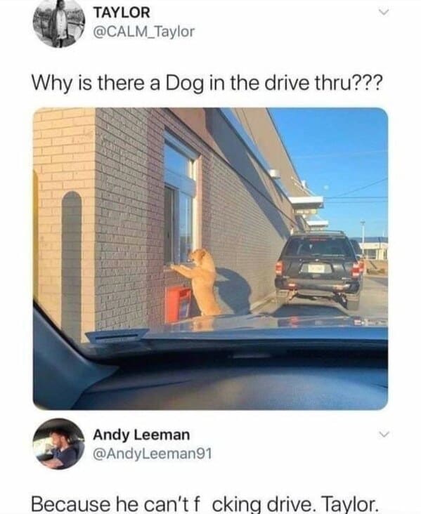 wholesome memes - dog in the drive thru