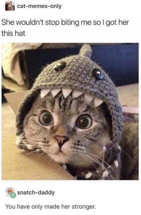 wholesome memes - cat shark costume
