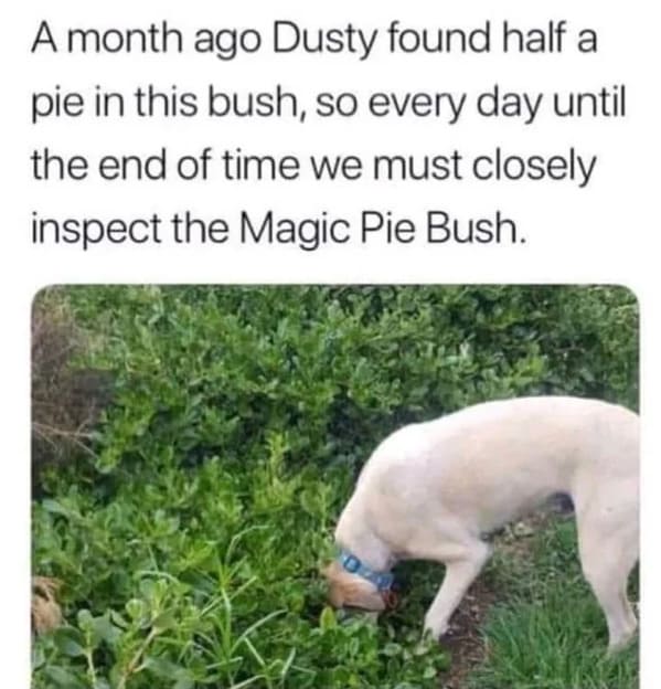 wholesome memes - dusty found a pie in the bush - magic pie bush