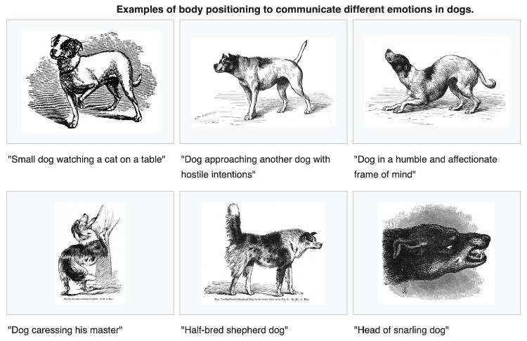 depths of wikipedia - dog examples of body positioning to communicate