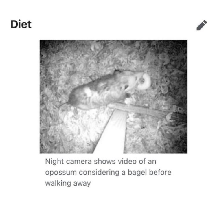 depths of wikipedia - possum with a bagel