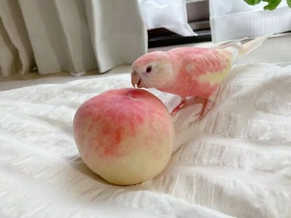 accidental surrealism - peach colored bird with peach