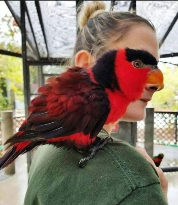 accidental surrealism - bird blending in with face