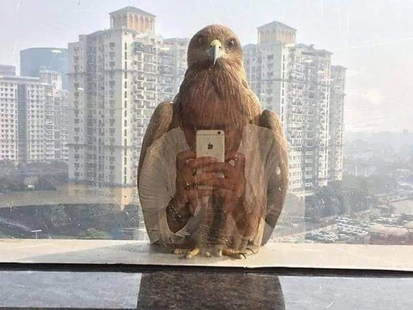accidental surrealism - bird with iPhone reflection