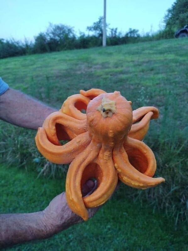 accidental surrealism - gourd looks like an octopus gizmo gourd