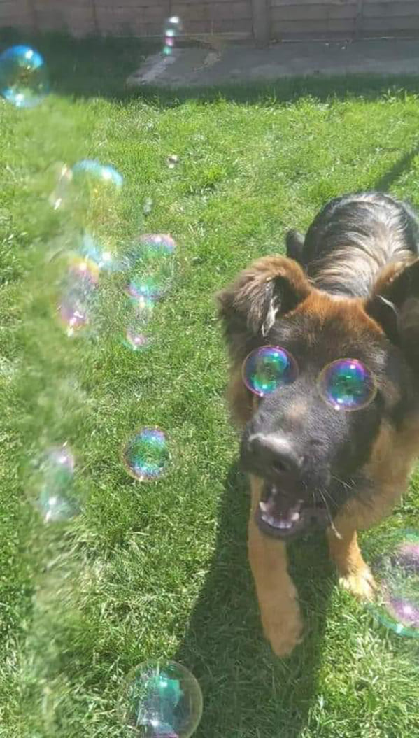 accidental surrealism - dog with bubbles for eyeballs
