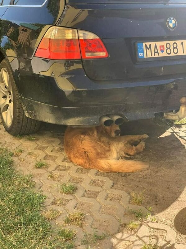 accidental surrealism - dog under car with exhaust for eyes