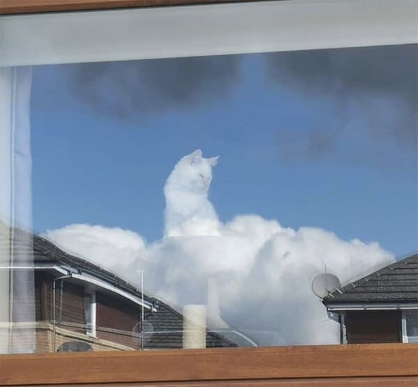 accidental surrealism - cat in clouds