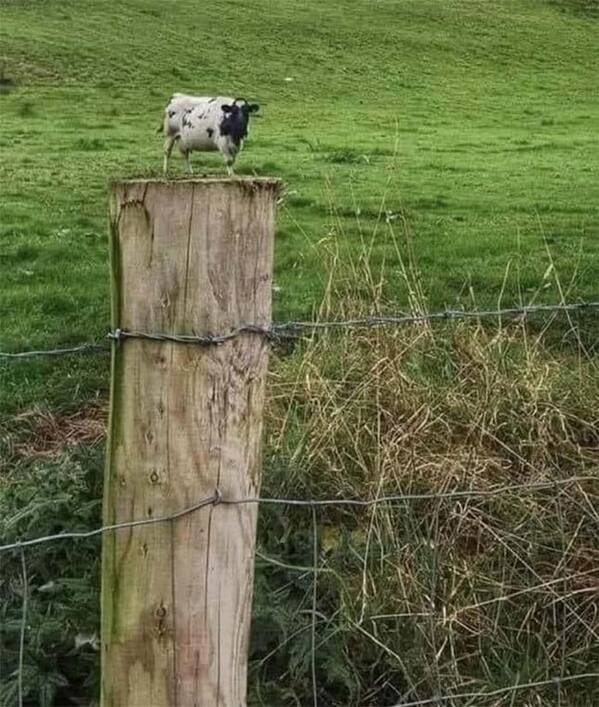accidental surrealism - cow standing on fence post
