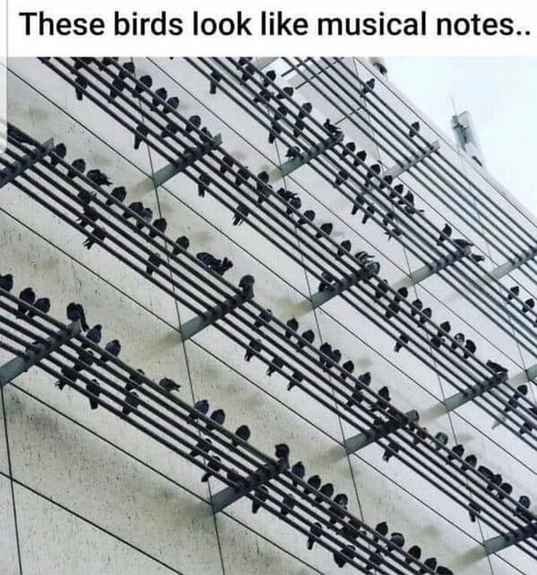 accidental surrealism - birds look like musical notes