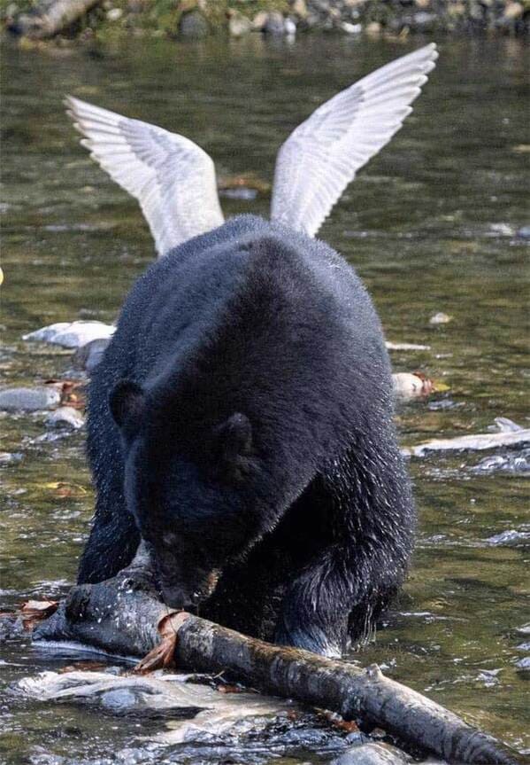 accidental surrealism - bear with wings