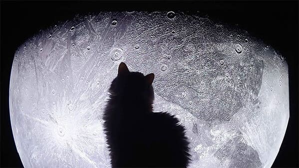 accidental surrealism - cat silhouette on moon