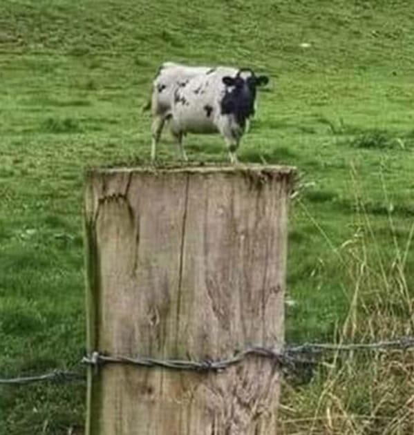 accidental surrealism - cow on fence post