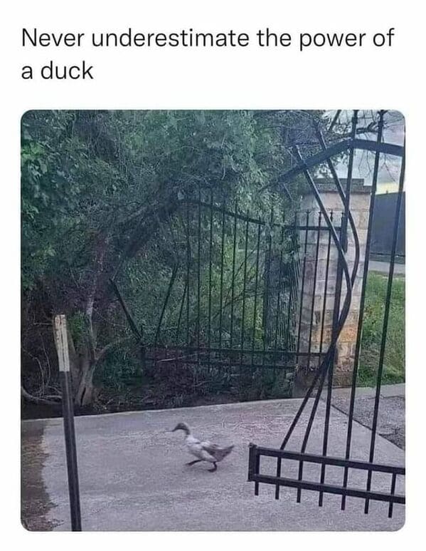 accidental surrealism - duck walking through broken gate