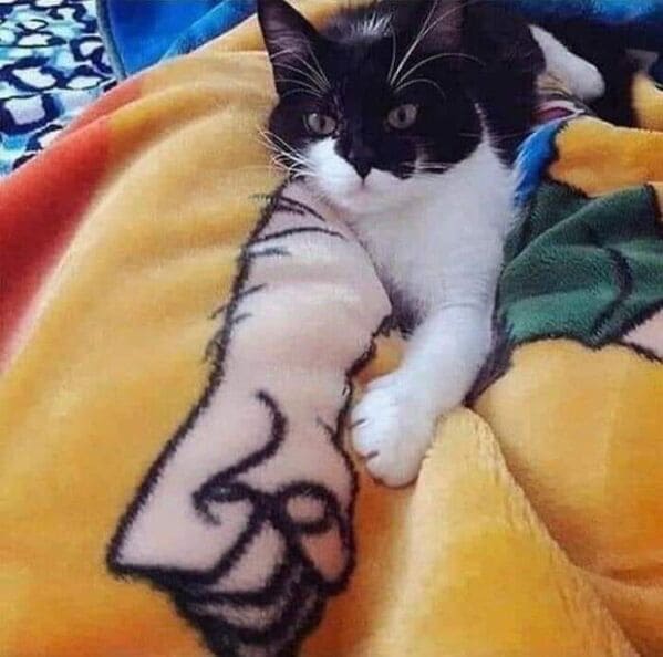 accidental surrealism - cat laying on a blanket with arm