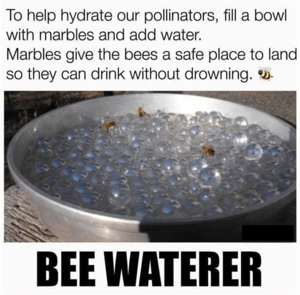 earth day memes - bee water